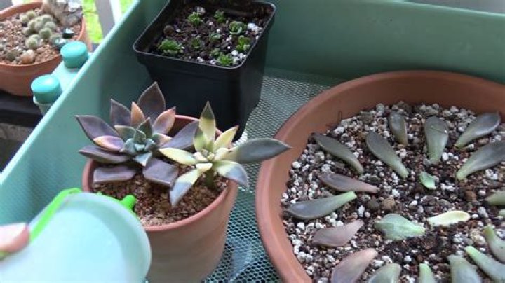 How long should I soak my succulent?
