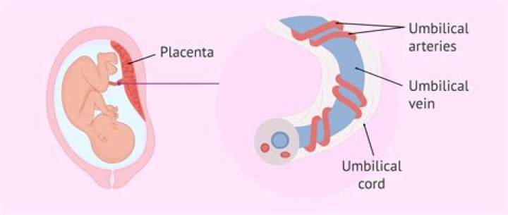 How long should the placenta stay attached to the baby?