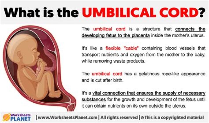How long should the umbilical cord stay attached after birth?