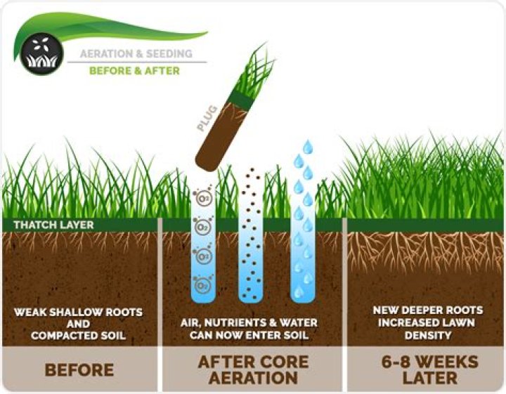 How long should you aerate water for plants?
