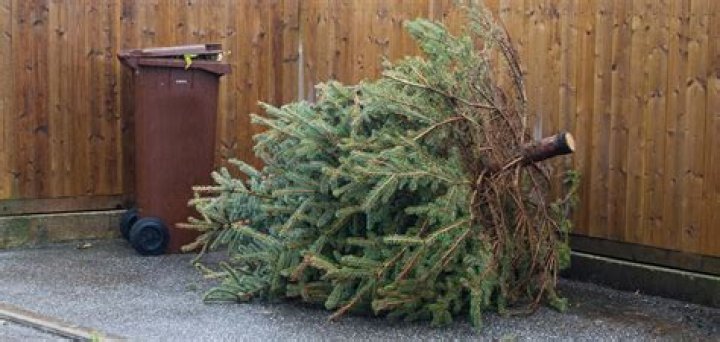 How long will a Christmas tree last after it stops drinking water?