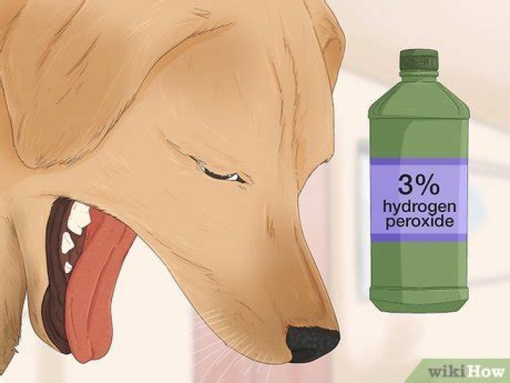 How long will my dog throw up after hydrogen peroxide?
