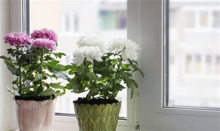 How long will potted mums last?