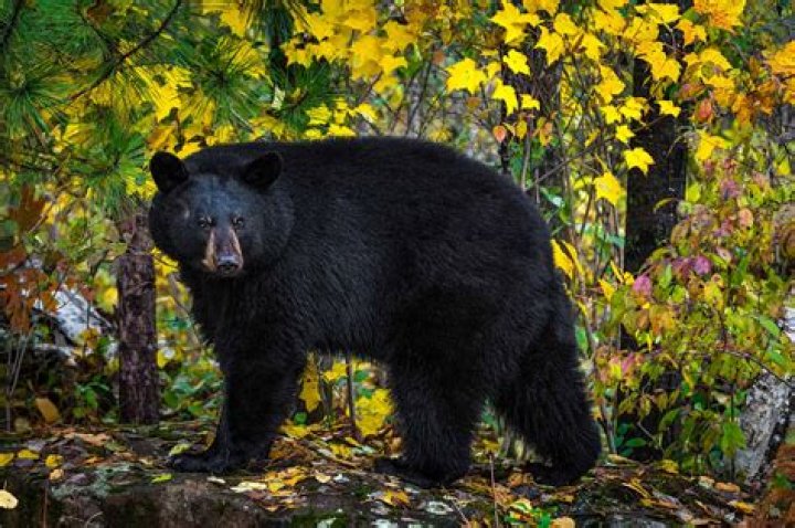 How many bears live around Lake Tahoe?