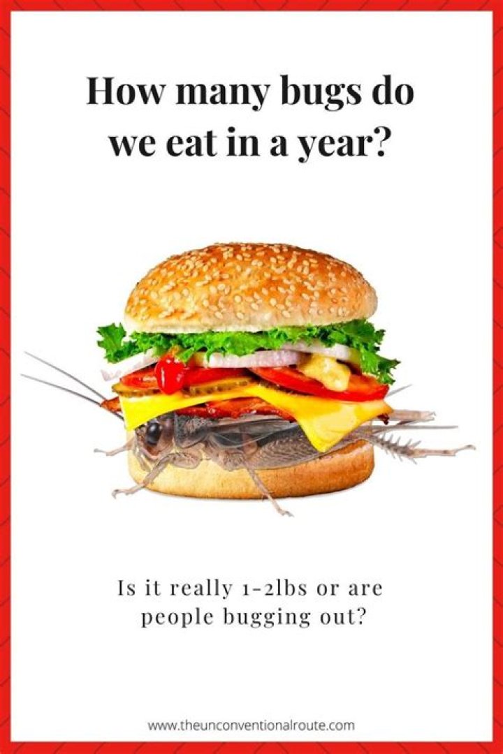 How many bugs do we eat a day?