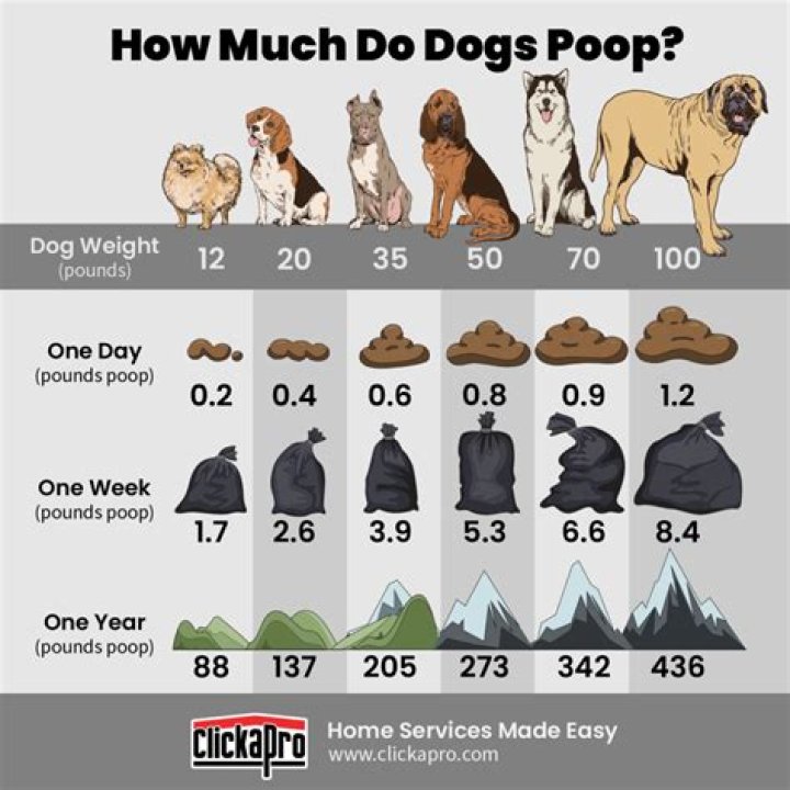 How many dogs should you have?