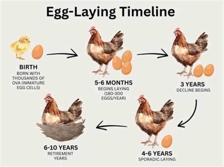 How many eggs are left at age 52?