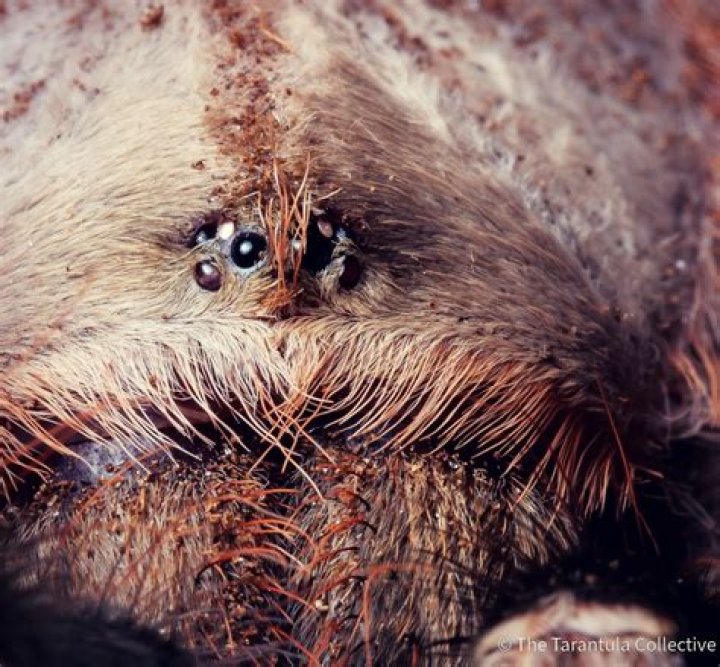 How many eyes do tarantulas have?