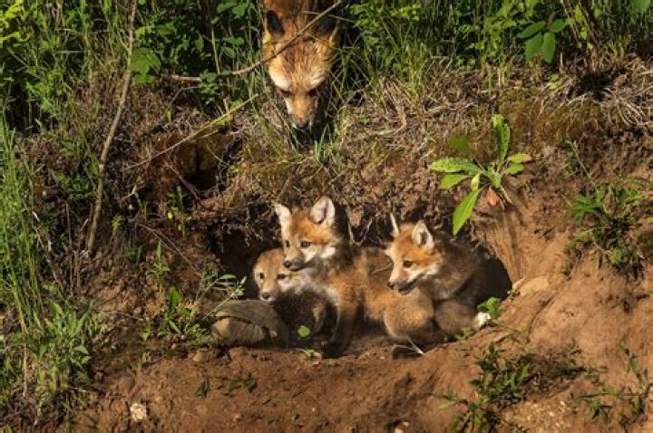 How many fox live in a den?