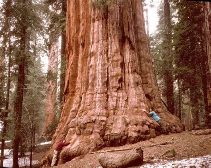 How many giant sequoias are left?