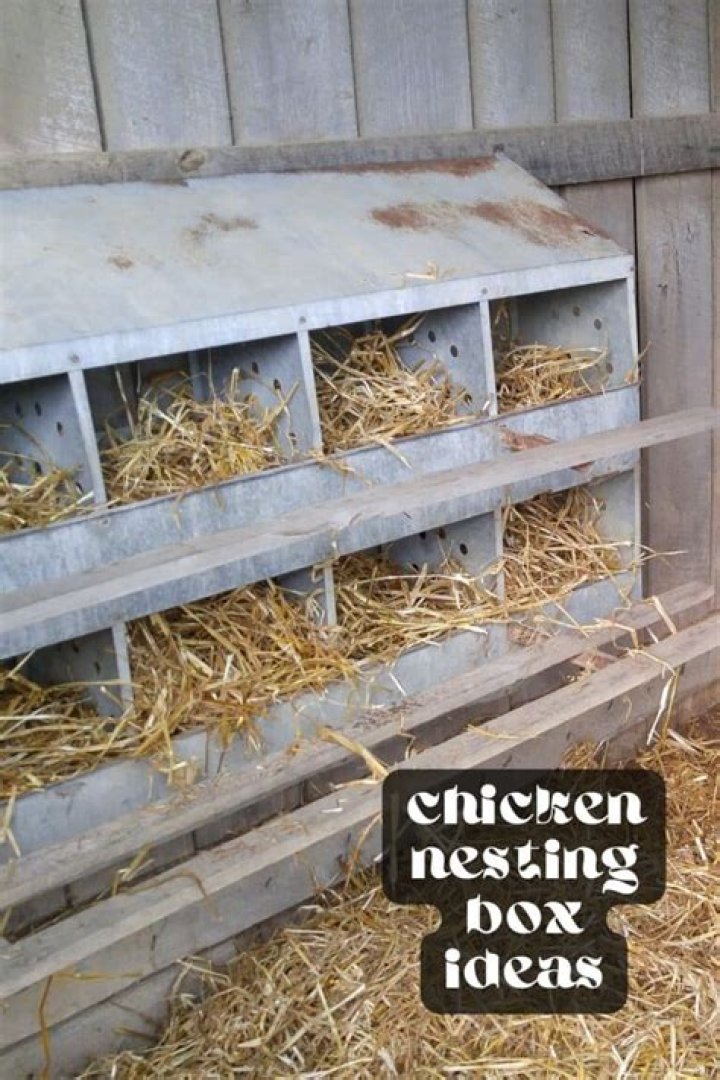 How many nesting boxes do I need for 10 chickens?