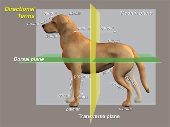How many planes do UPS own?