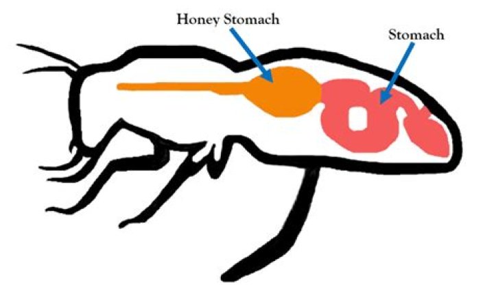 How many stomachs does a bee have?