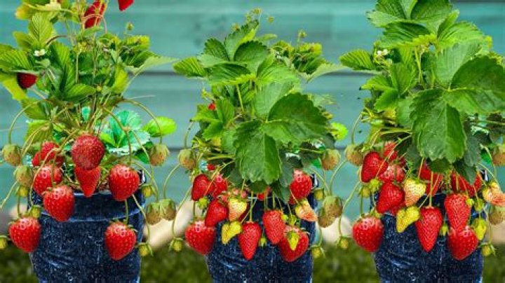 How many strawberries should I plant for a family of 4?