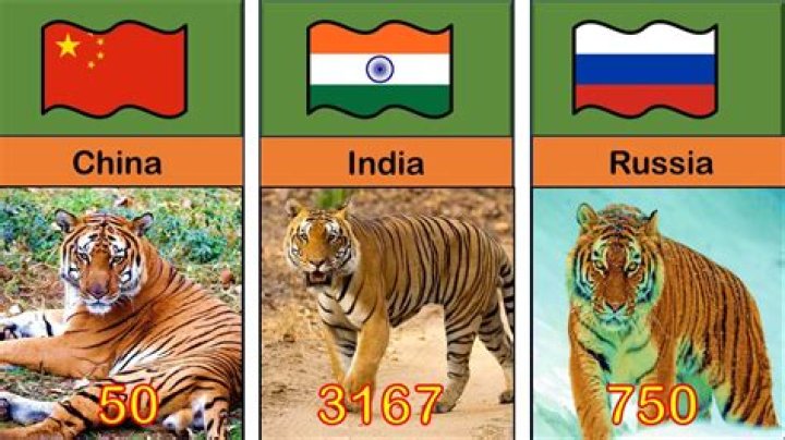 How many tigers are left in the world?