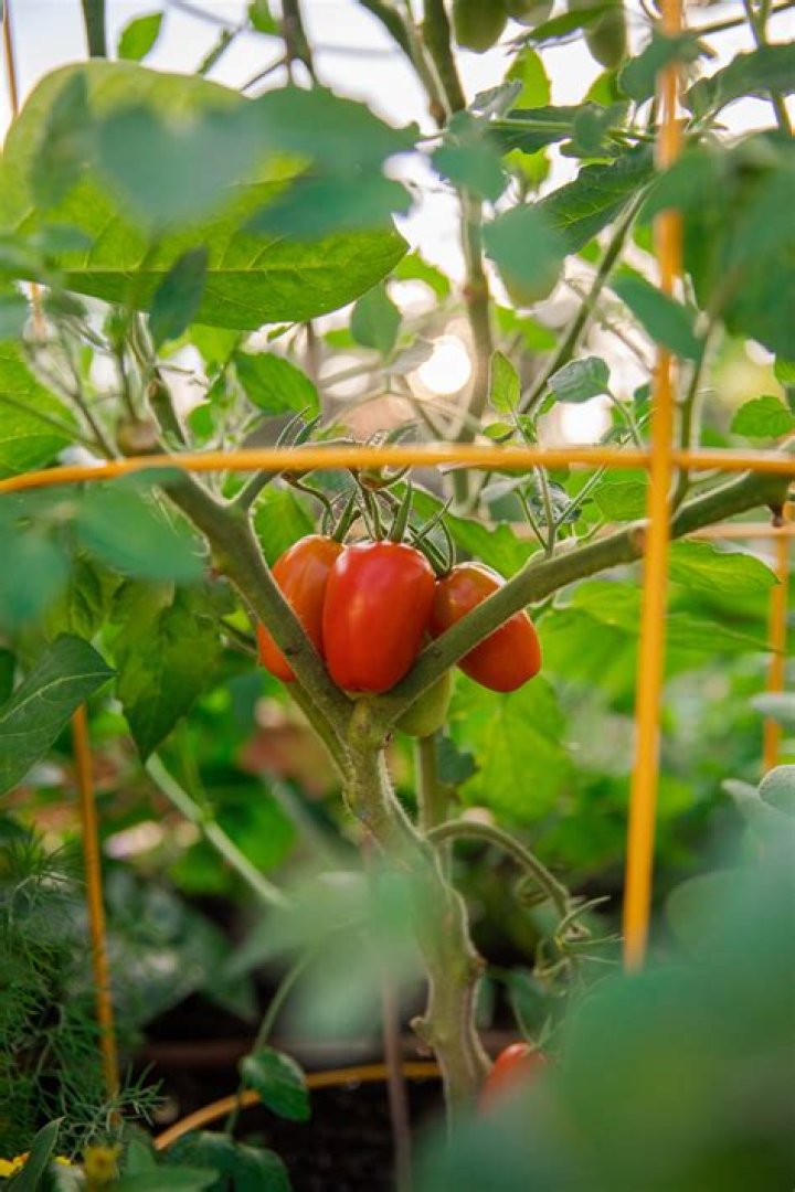 How many times does a tomato plant bear fruit?