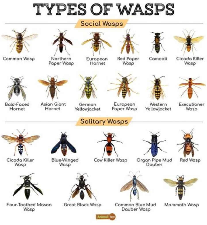 How many wings wasps have?
