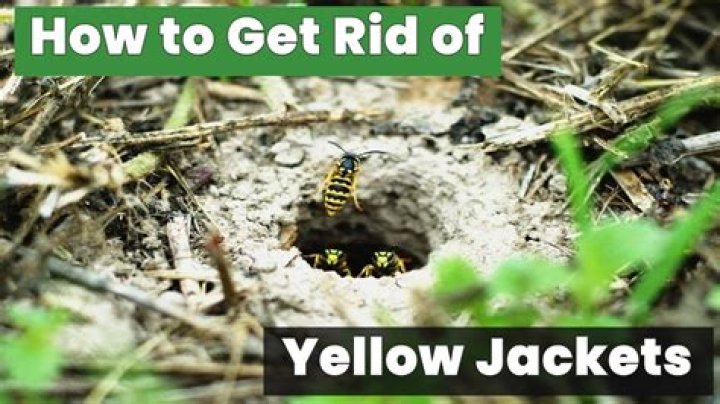 How many yellow jackets live in a nest?