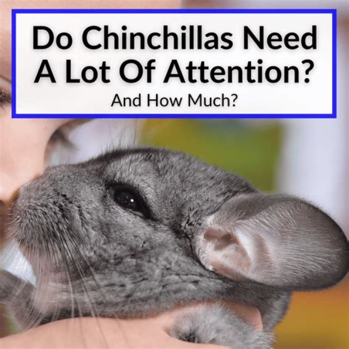 How much attention does a chinchilla need?
