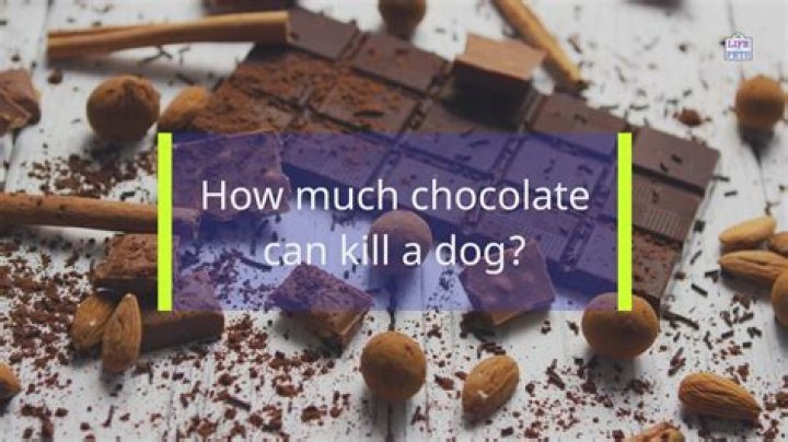 How much chocolate will hurt a cat?