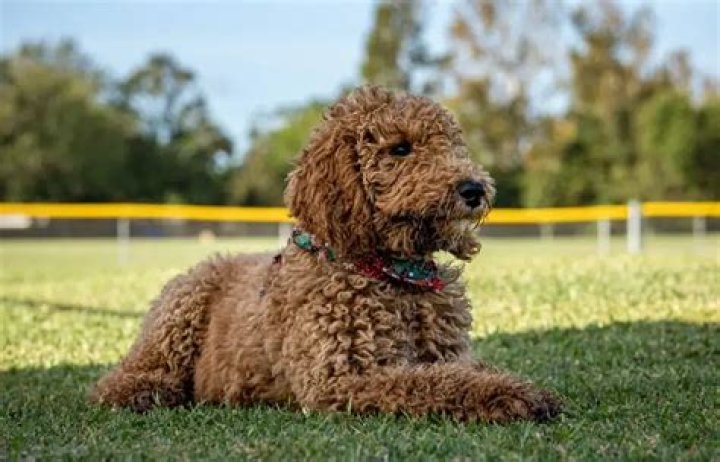 How much do Goldendoodles cost?