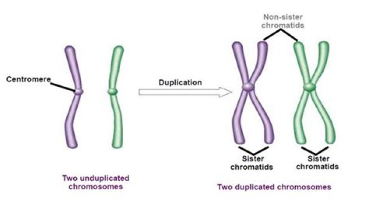 How much does a duplicated Deluxo sell for?