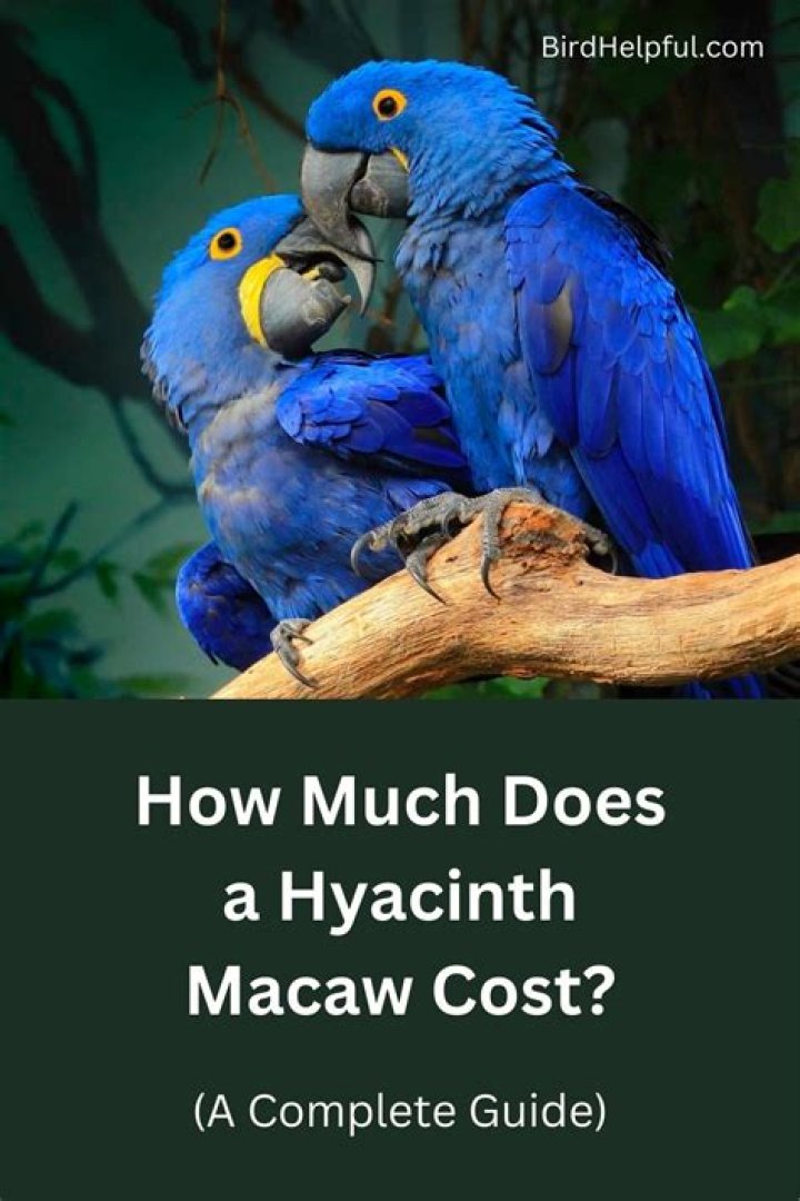 How much does a hyacinth macaw cost?