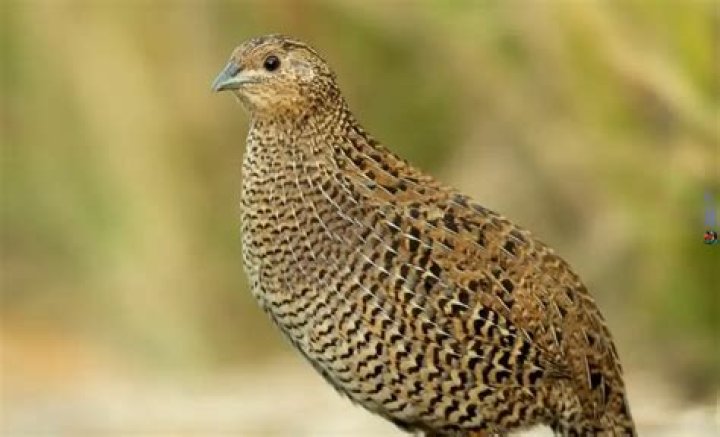 How much does butchered quail cost?