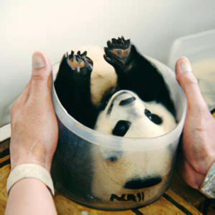 How much does panda cost?