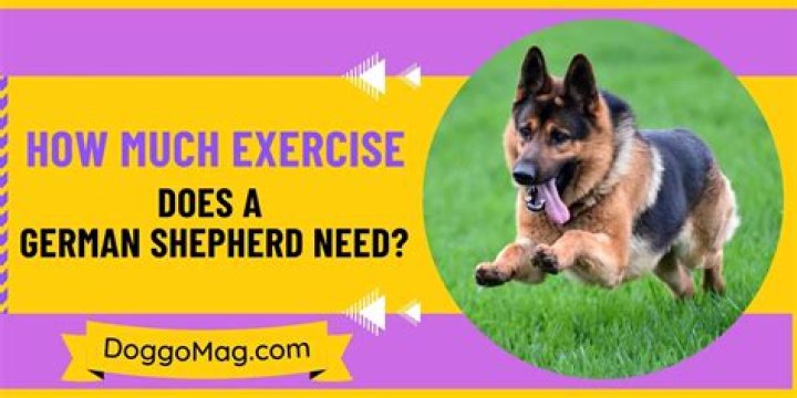 How much exercise is too much for a German shepherd?