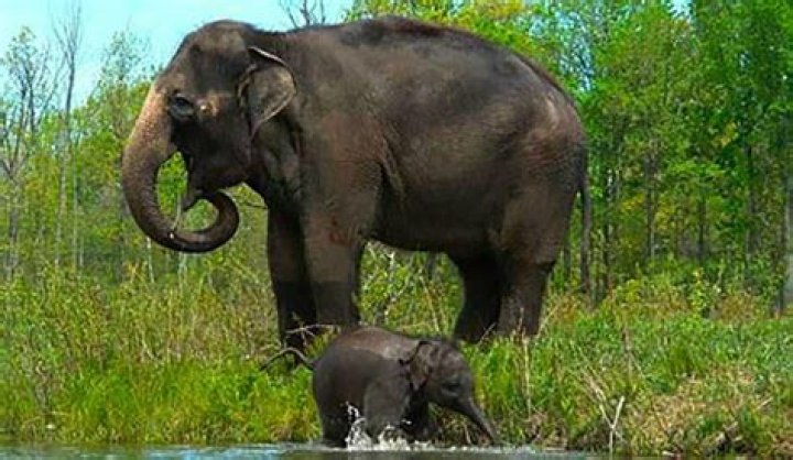 How much is a real elephant tusk worth?