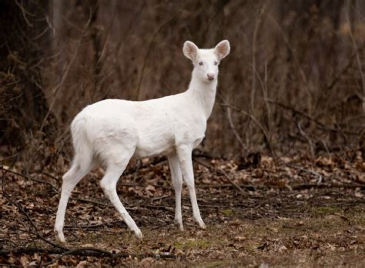 How much is a white deer worth?