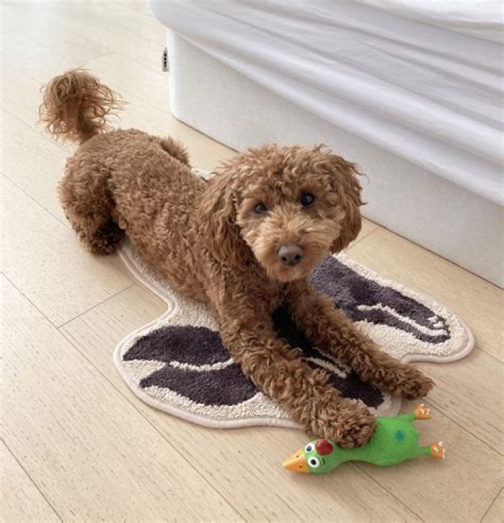 How much is too much running?