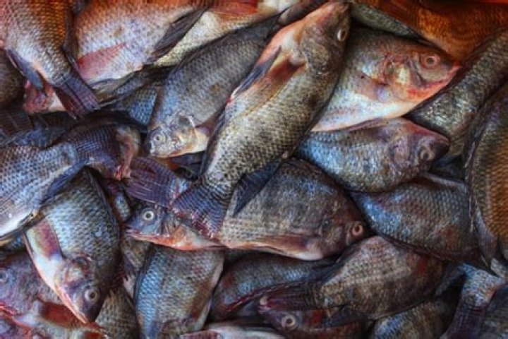 How nasty is tilapia?