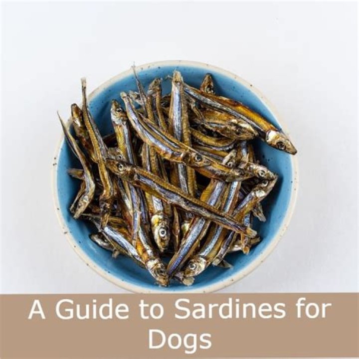 How often can I give my dog sardines?