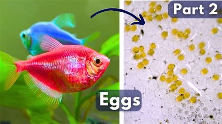 How often do fish lay eggs?