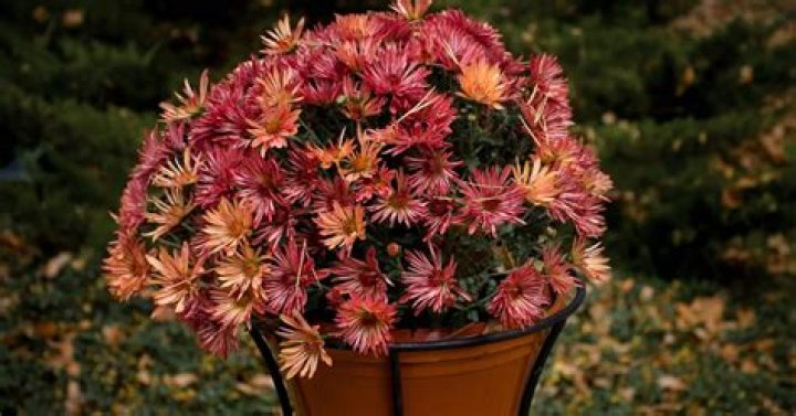 How often do potted mums bloom?