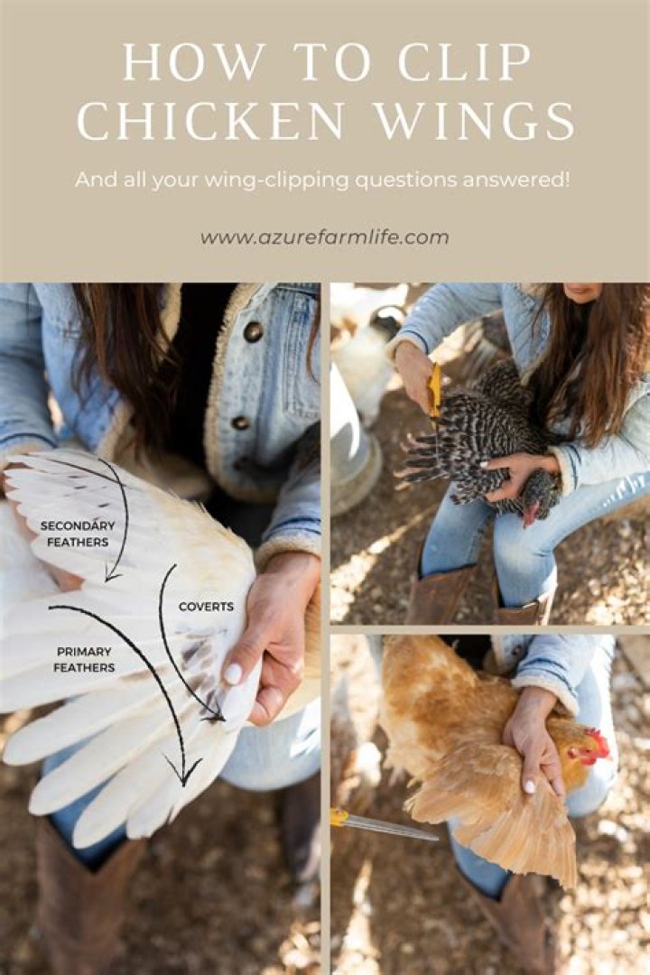 How often do you have to clip chickens wings?