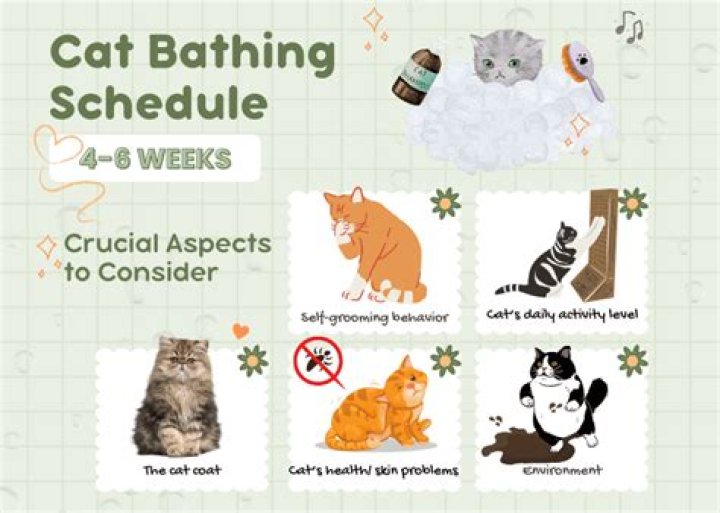 How often should I shower my cat?