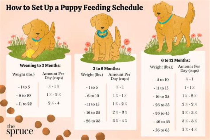 How often should I wake up to let my puppy pee?