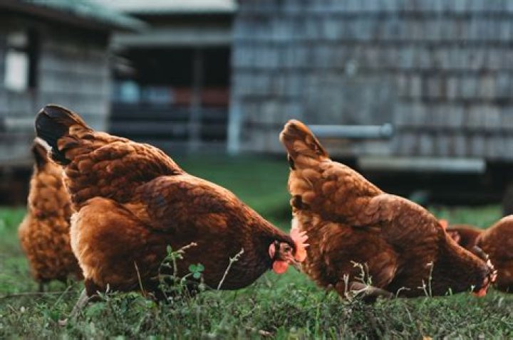 How often should you feed chickens?