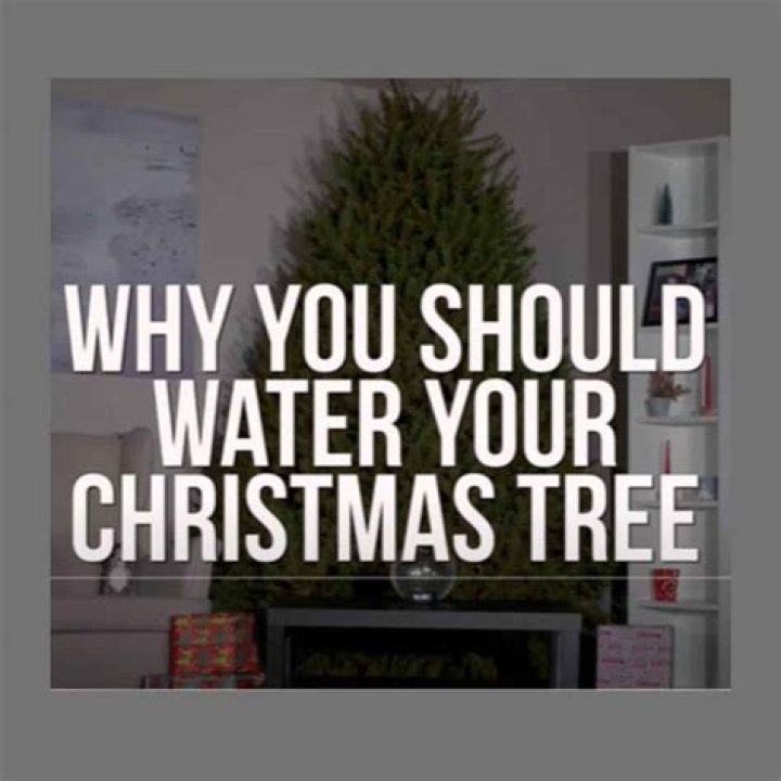 How often should you water Christmas tree?