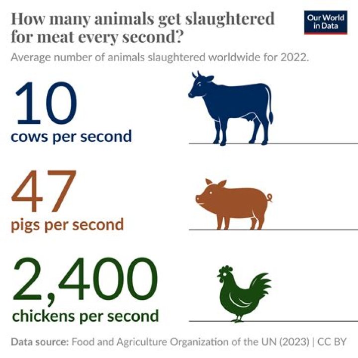 How old are animals when slaughtered UK?