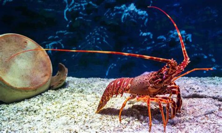 How old can a lobster live?
