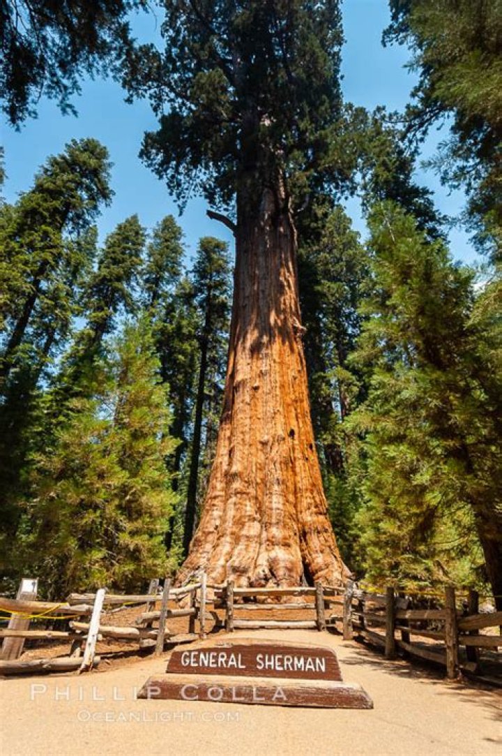 How old is General Sherman sequoia tree?