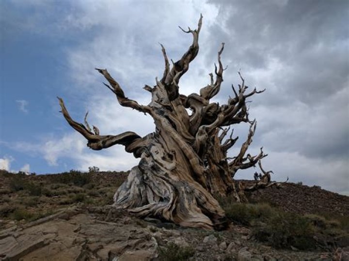 How old is the oldest tree?