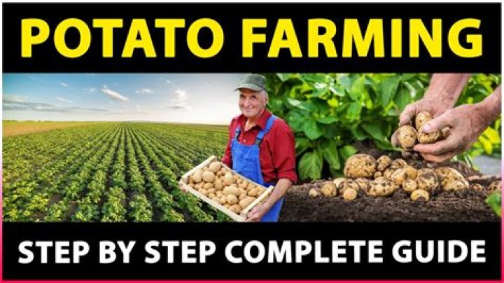How profitable is potato farming?