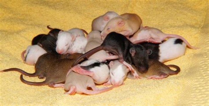How quickly can rats breed?