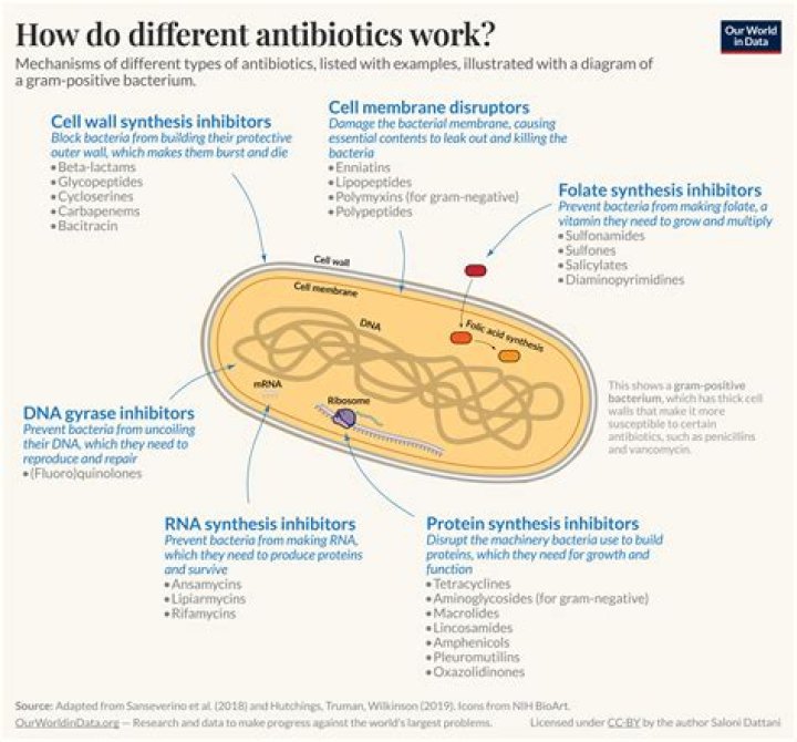 How quickly do antibiotics work for sepsis?