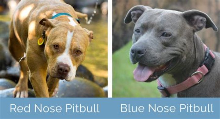 How rare is a blue nose pitbull?